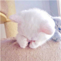 可爱萌萌哒猫咪图片唯美好看头像，你是否爱喜欢这些小猫呢