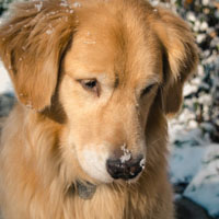 金毛微信唯美好看头像，温顺的金毛犬图片大全图片