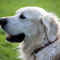 金毛微信唯美好看头像，温顺的金毛犬图片大全图片