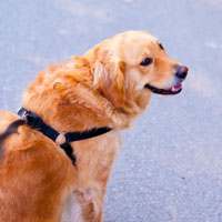 金毛微信唯美好看头像，温顺的金毛犬图片大全