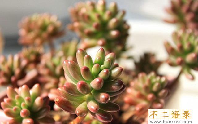 恭贺五十年金婚的贺词大全（精选49句）图片