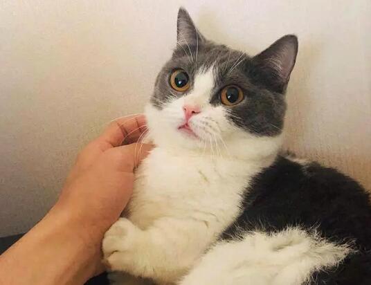 肖战的猫叫什么名字图片