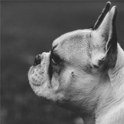 斗牛犬微信唯美好看头像 憨萌可爱的斗牛犬图片