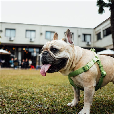 斗牛犬微信唯美好看头像 憨萌可爱的斗牛犬图片
