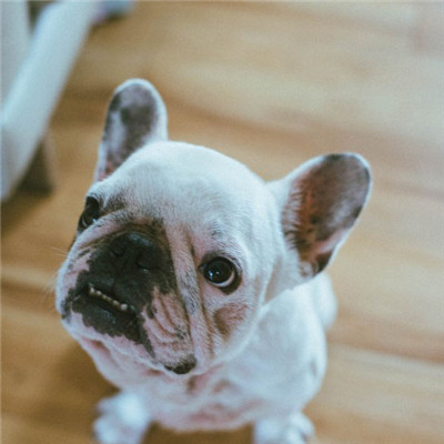 斗牛犬微信唯美好看头像 憨萌可爱的斗牛犬图片