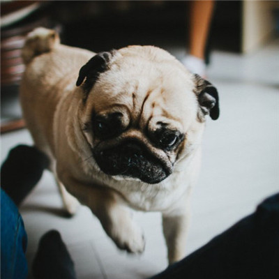 斗牛犬微信唯美好看头像 憨萌可爱的斗牛犬图片