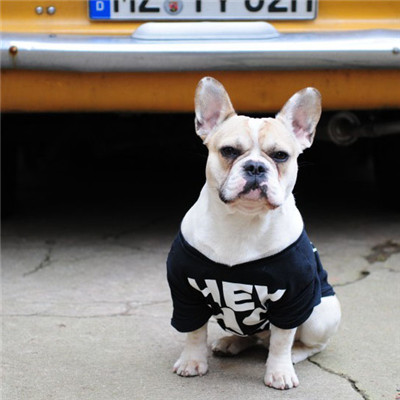 斗牛犬微信唯美好看头像 憨萌可爱的斗牛犬图片