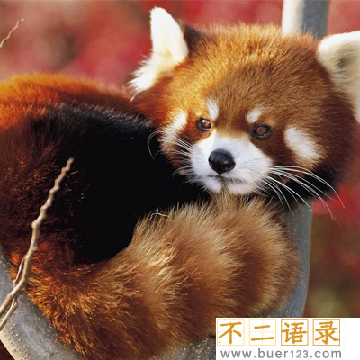 小熊猫可以当宠物养吗 多少钱一只图片