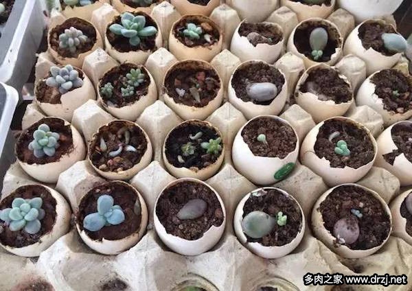 1000种多肉植物图鉴图片