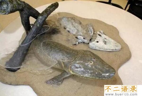提塔利克鱼是人类祖先？鱼类及两栖类间的物种（已灭绝）图片
