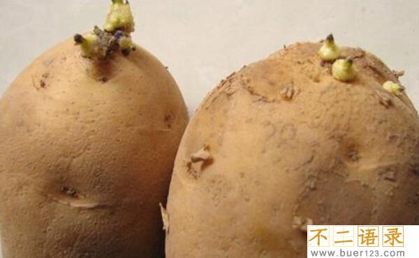 土豆表皮有点白毛能吃么，不能吃（含有毒的生物碱）图片