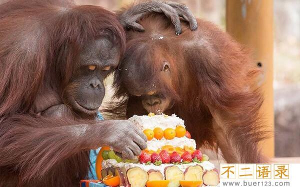 世界最老红毛猩猩，度过62岁生日（与孙子在东京生活）图片