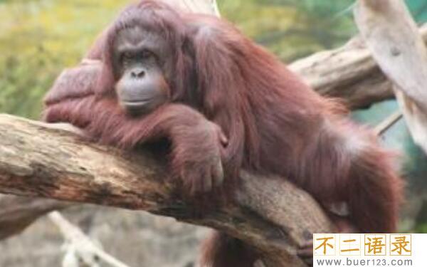 世界最老红毛猩猩，度过62岁生日（与孙子在东京生活）图片