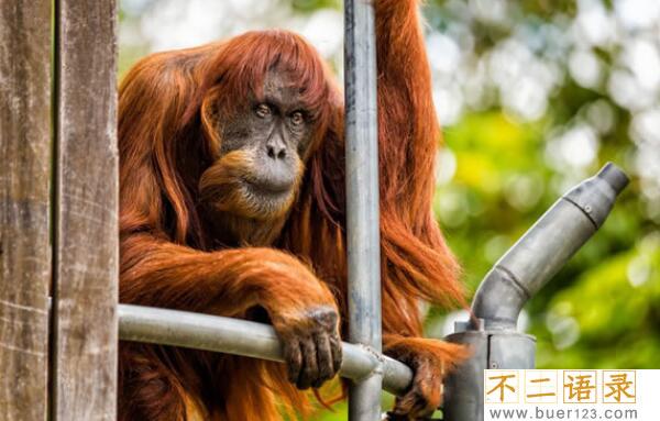世界最老红毛猩猩，度过62岁生日（与孙子在东京生活）图片