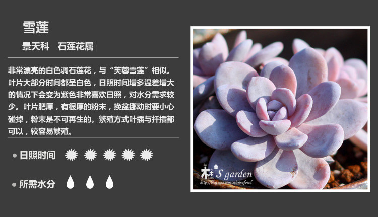 多肉植物品种大全图解图片