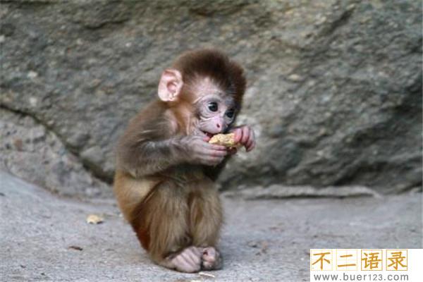 十大带病毒野生动物 蝙蝠是很可怕的动物病毒很多图片