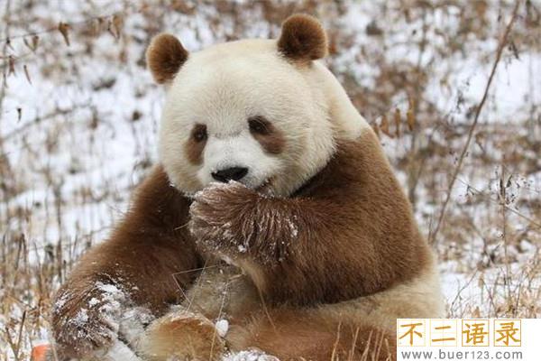 世界上仅存的一只棕色大熊猫 棕色大熊猫还活着吗图片