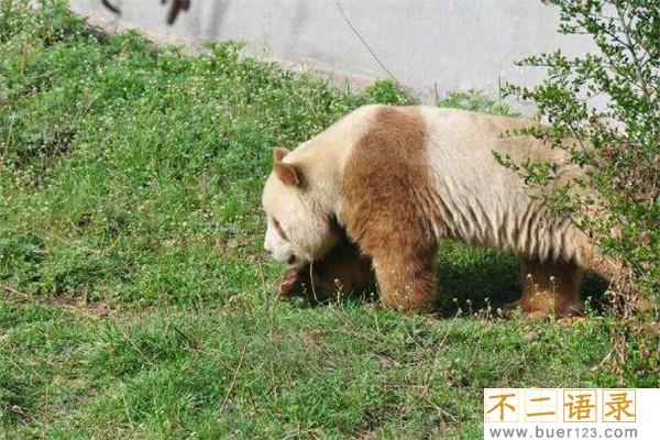 世界上仅存的一只棕色大熊猫 棕色大熊猫还活着吗图片