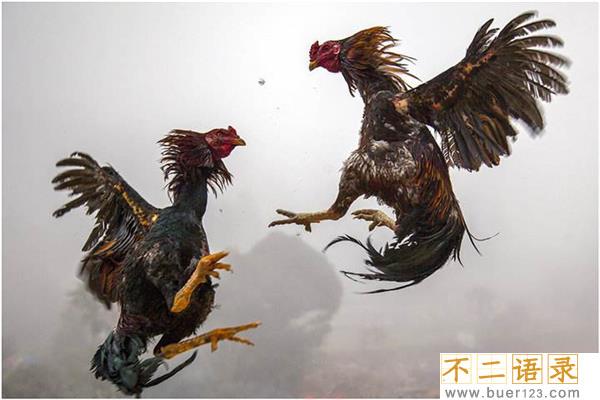 世界上最贵的一只斗鸡 价值17000元中国古老斗鸡图片