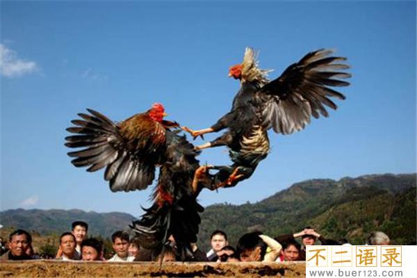 世界上最贵的一只斗鸡 价值17000元中国古老斗鸡图片