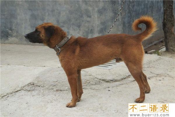 中国十大猎犬 这些猎犬相当凶猛是人民好帮手
