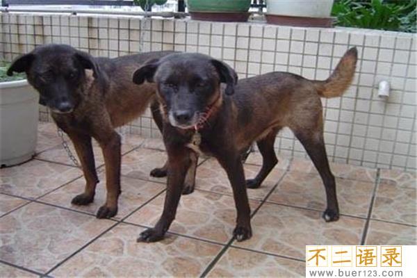 中国十大猎犬 这些猎犬相当凶猛是人民好帮手图片