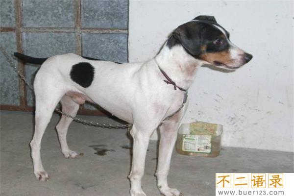 中国十大猎犬 这些猎犬相当凶猛是人民好帮手图片