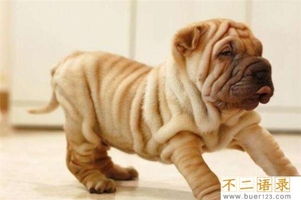 中国十大猎犬 这些猎犬相当凶猛是人民好帮手图片