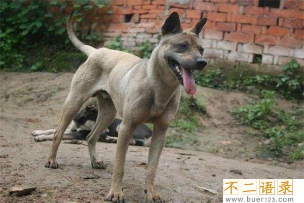 中国十大猎犬 这些猎犬相当凶猛是人民好帮手图片