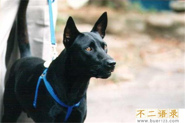 中国十大猎犬 这些猎犬相当凶猛是人民好帮手图片