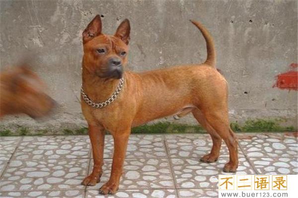 中国十大猎犬 这些猎犬相当凶猛是人民好帮手图片