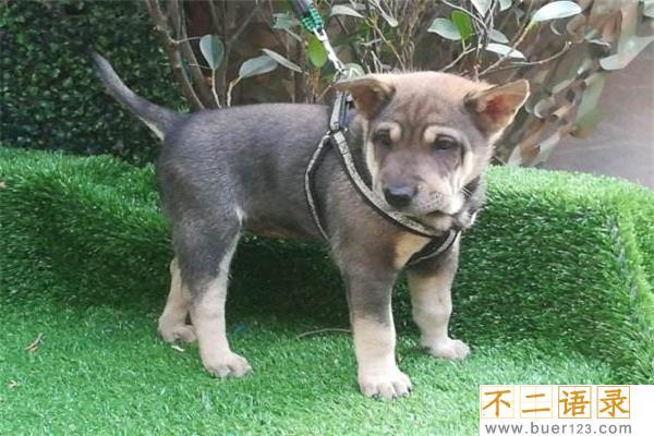 中国十大猎犬 这些猎犬相当凶猛是人民好帮手图片