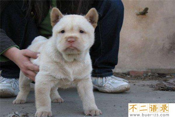 中国十大猎犬 这些猎犬相当凶猛是人民好帮手图片