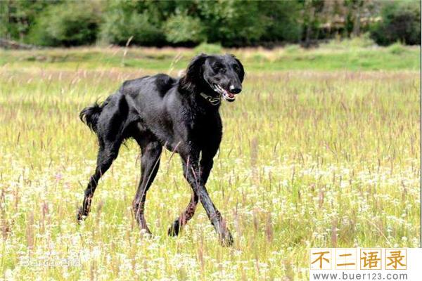 中国十大猎犬 这些猎犬相当凶猛是人民好帮手图片