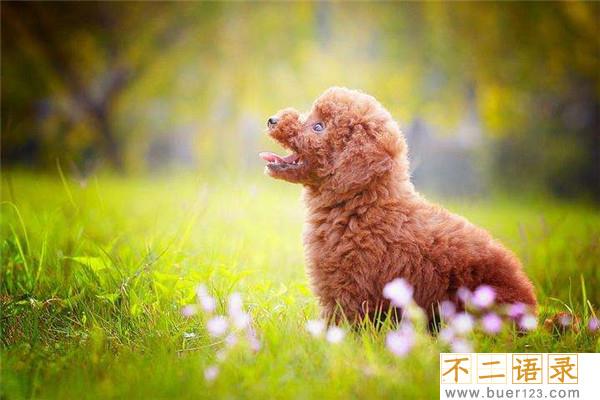 世界上最聪明的十只狗 边境牧羊犬聪慧灵敏排行第一图片