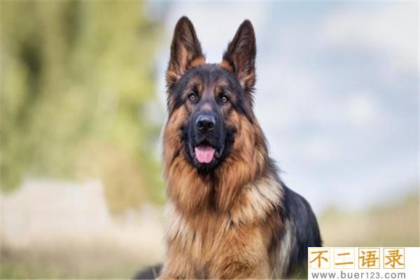 世界上最聪明的十只狗 边境牧羊犬聪慧灵敏排行第一图片