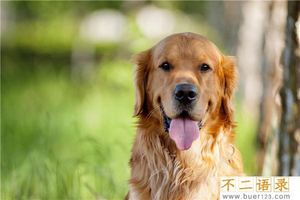 世界上最聪明的十只狗 边境牧羊犬聪慧灵敏排行第一图片