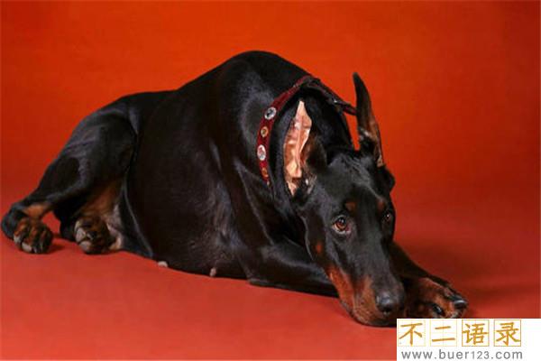 世界上最聪明的十只狗 边境牧羊犬聪慧灵敏排行第一图片