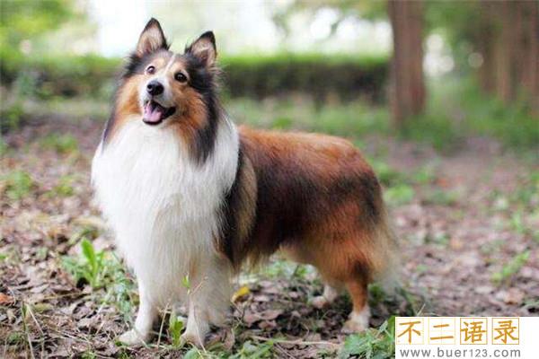 世界上最聪明的十只狗 边境牧羊犬聪慧灵敏排行第一图片