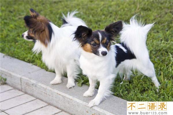 世界上最聪明的十只狗 边境牧羊犬聪慧灵敏排行第一图片