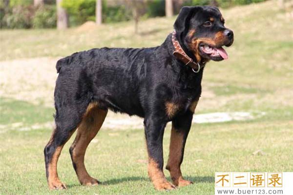 世界上最聪明的十只狗 边境牧羊犬聪慧灵敏排行第一图片