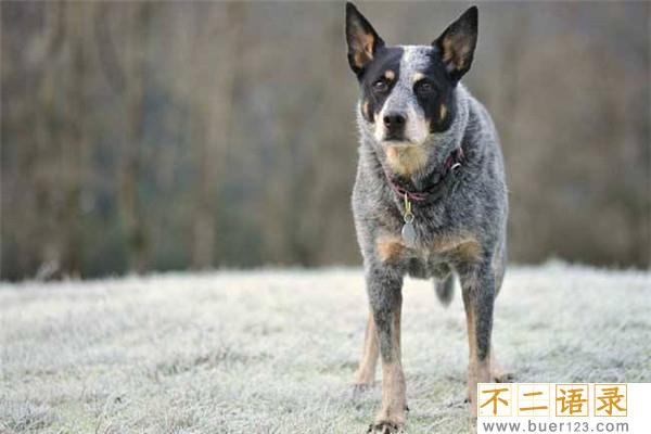 世界上最聪明的十只狗 边境牧羊犬聪慧灵敏排行第一图片