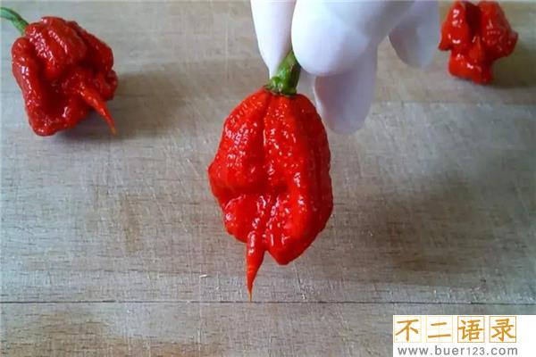 世界上最辣的十大辣椒 哈瓦那辣椒上榜红巨椒很是毒辣图片