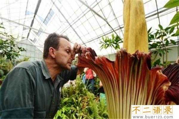 世界上最丑的花 泰坦魔芋（别称尸臭魔芋体型巨大）图片