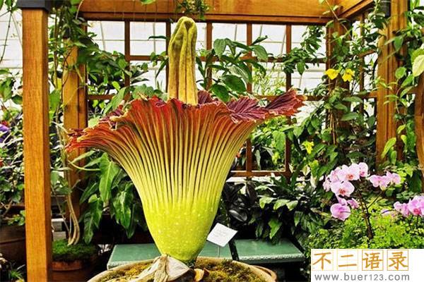 世界上最丑的花 泰坦魔芋（别称尸臭魔芋体型巨大）图片