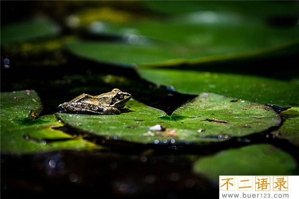 地球上生物的演变 生物进化的四个历程是什么图片