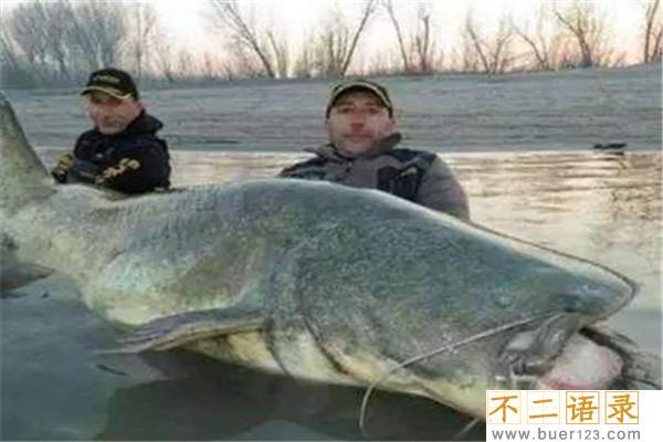 会吃人的鲶鱼食人鲶 一种奇特的巨型鲶鱼图片