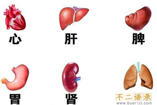 人体器官结构图五脏六腑肾的位置 五脏六腑有不同的作用图片