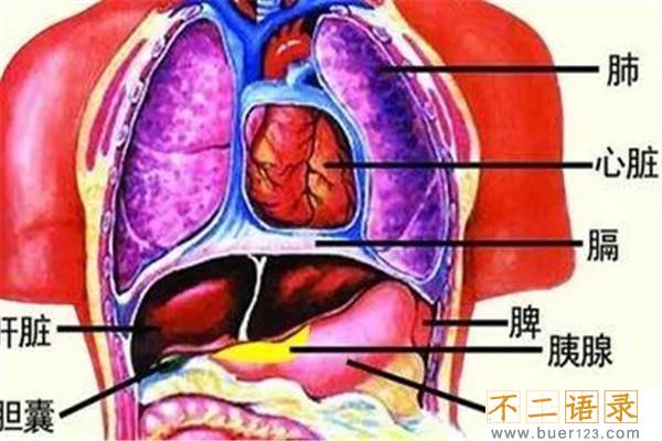 人体器官结构图五脏六腑肾的位置 五脏六腑有不同的作用图片