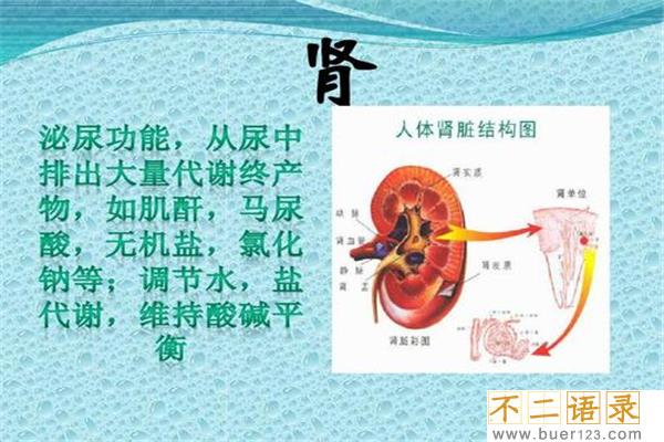 人体器官结构图五脏六腑肾的位置 五脏六腑有不同的作用图片